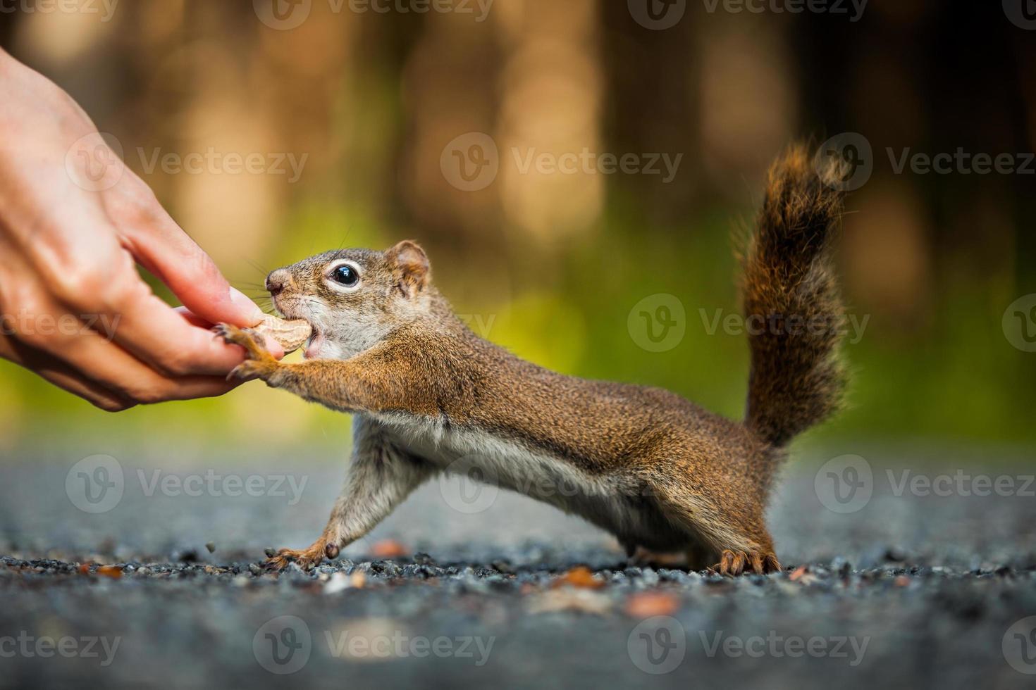 close-up engraçado de mulher alimentando um esquilo vermelho no chão foto