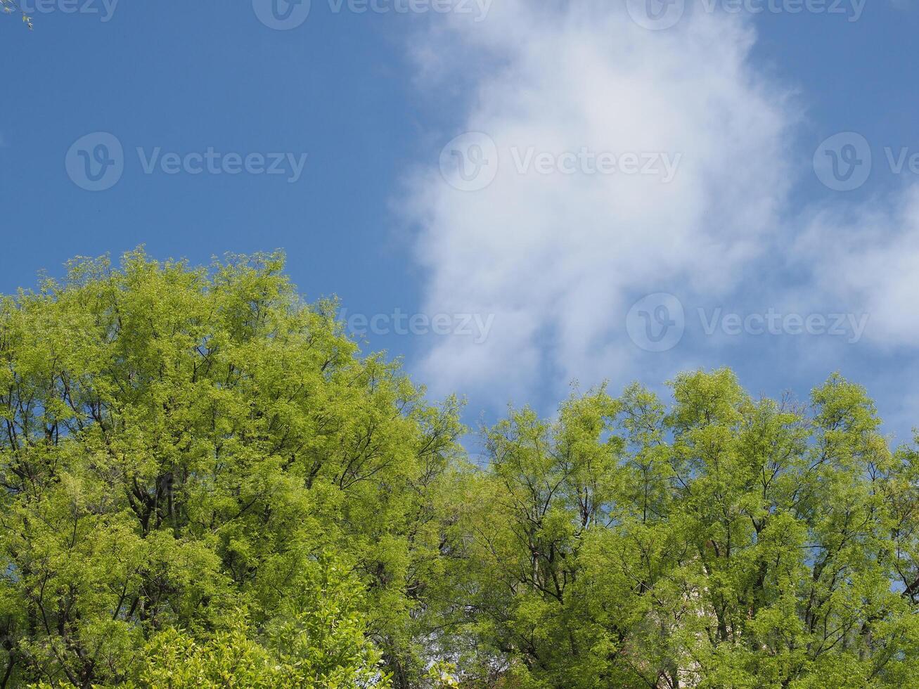 natural cena com árvores fundo foto