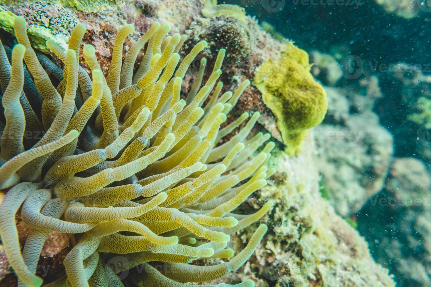 anêmona verde no recife de coral caribenho foto