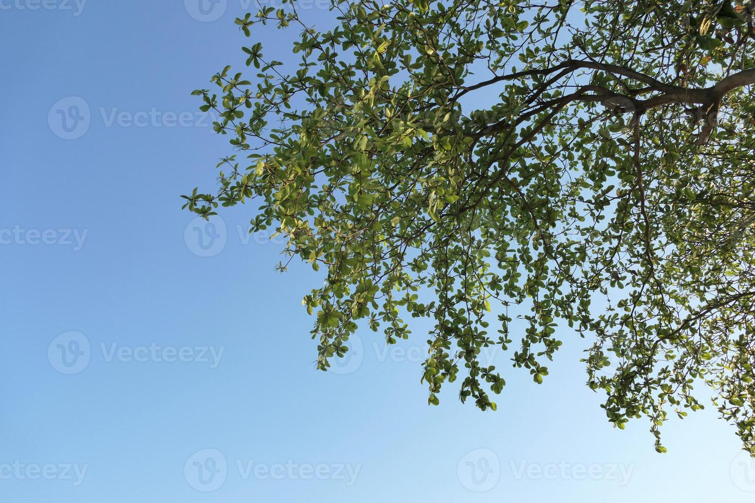 verde folhas árvore e brilhante azul céu fundo foto