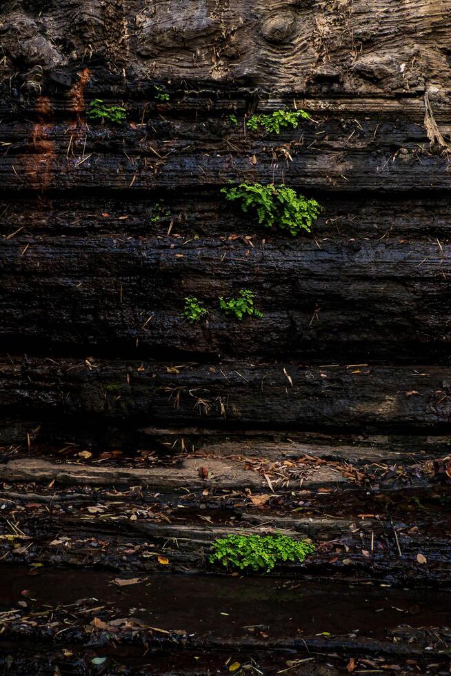 dividido de ampla rachaduras e camadas, a penhasco face é envelhecido e áspero. texto em a sujeito do geologia e montanha escalada com grosseiro, rude cinzento pedra ou Rocha textura do montanhas dentro a fundo foto