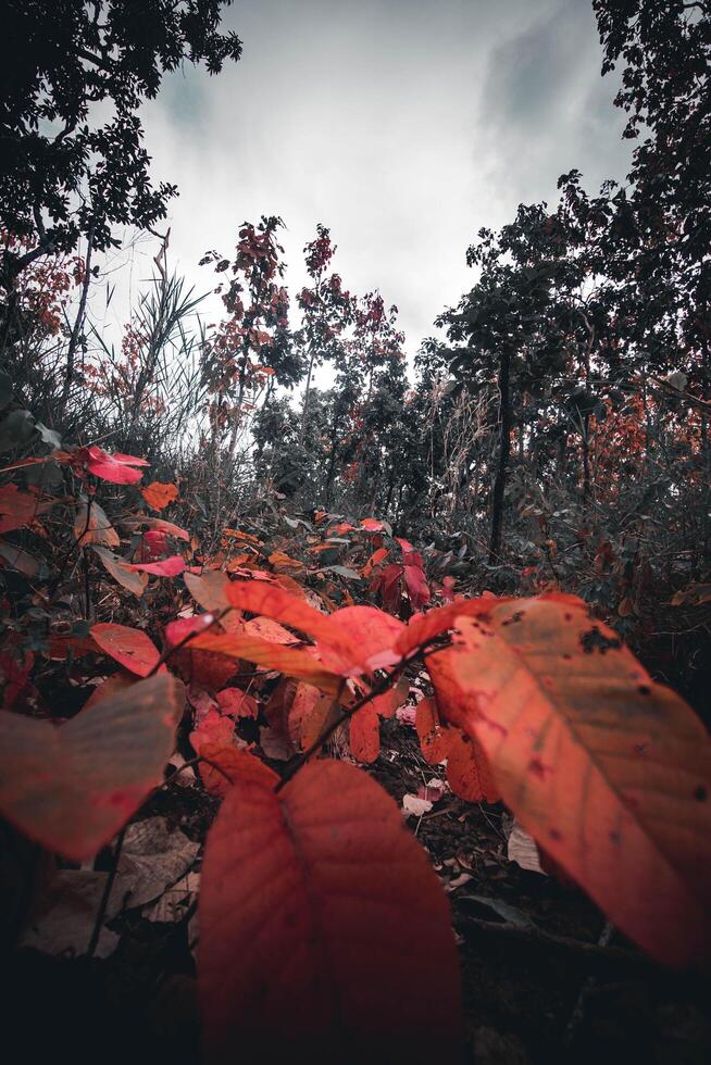 da Tailândia floresta tropical montanha com vibrante colori folhas dentro outono. foto