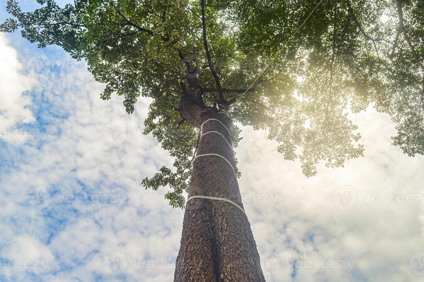 olhando acima a partir de abaixo vendo árvores com luz solar foto