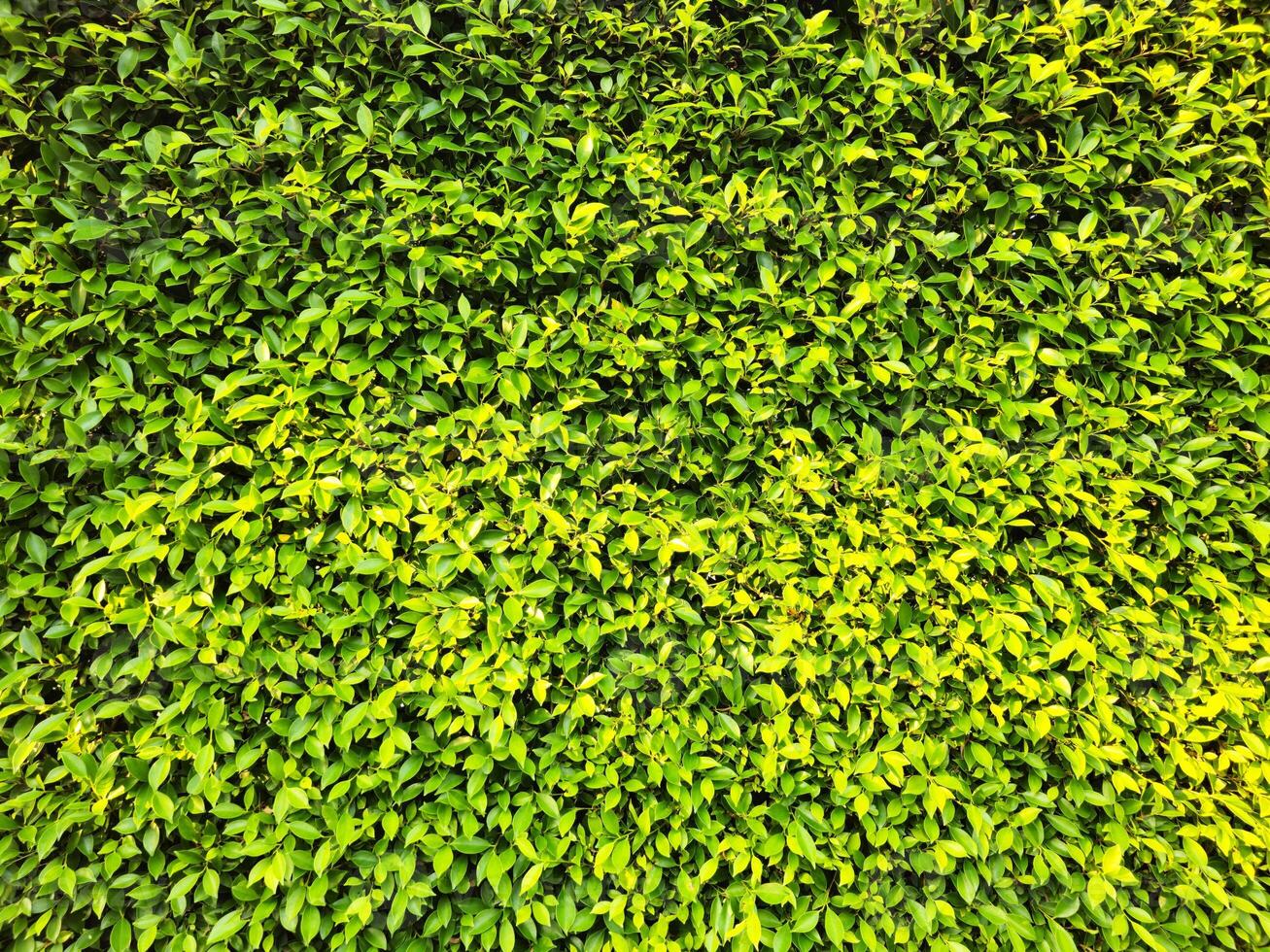 verde folhas cerca textura fundo. foto