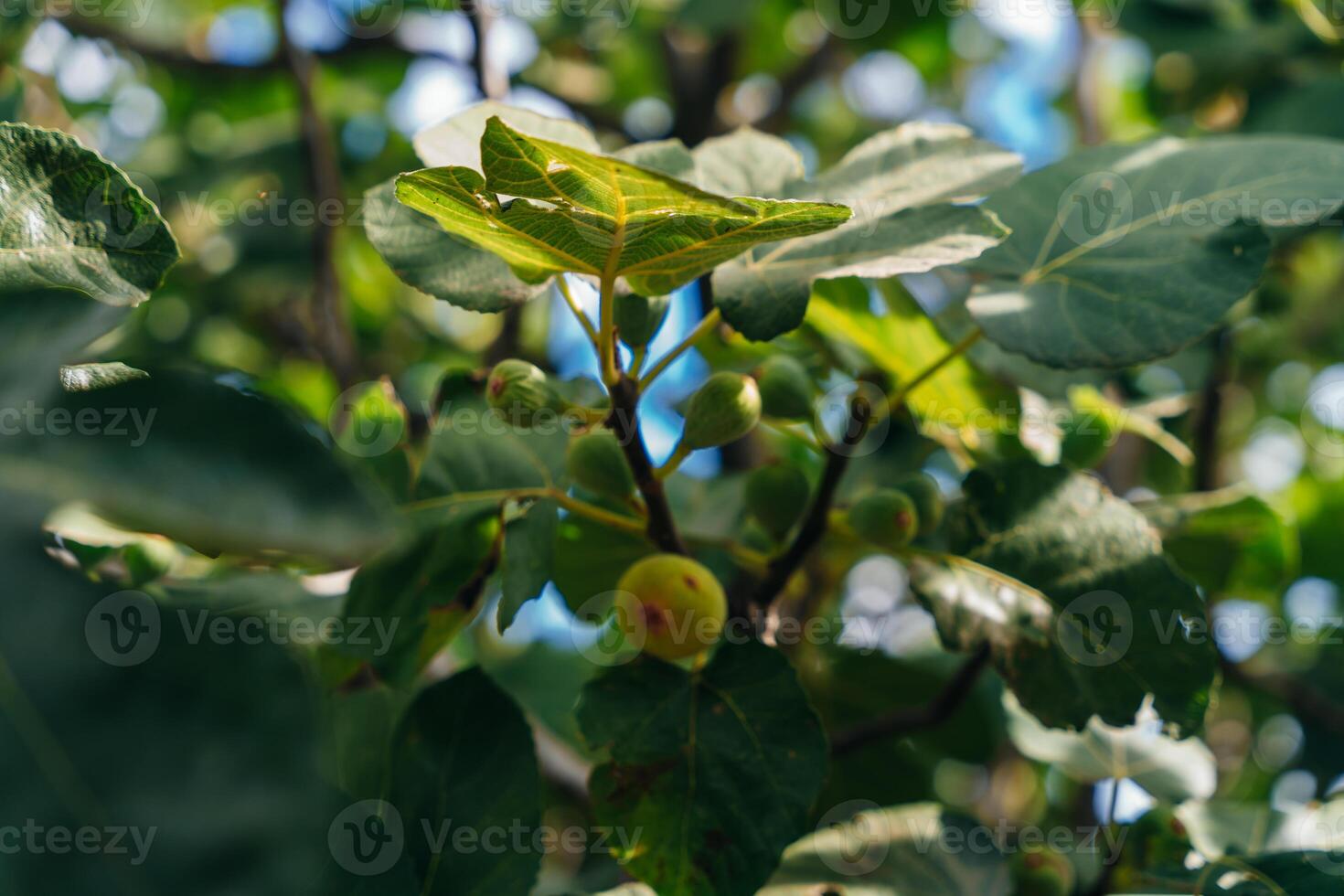 figos em a ramo do uma FIG árvore foto