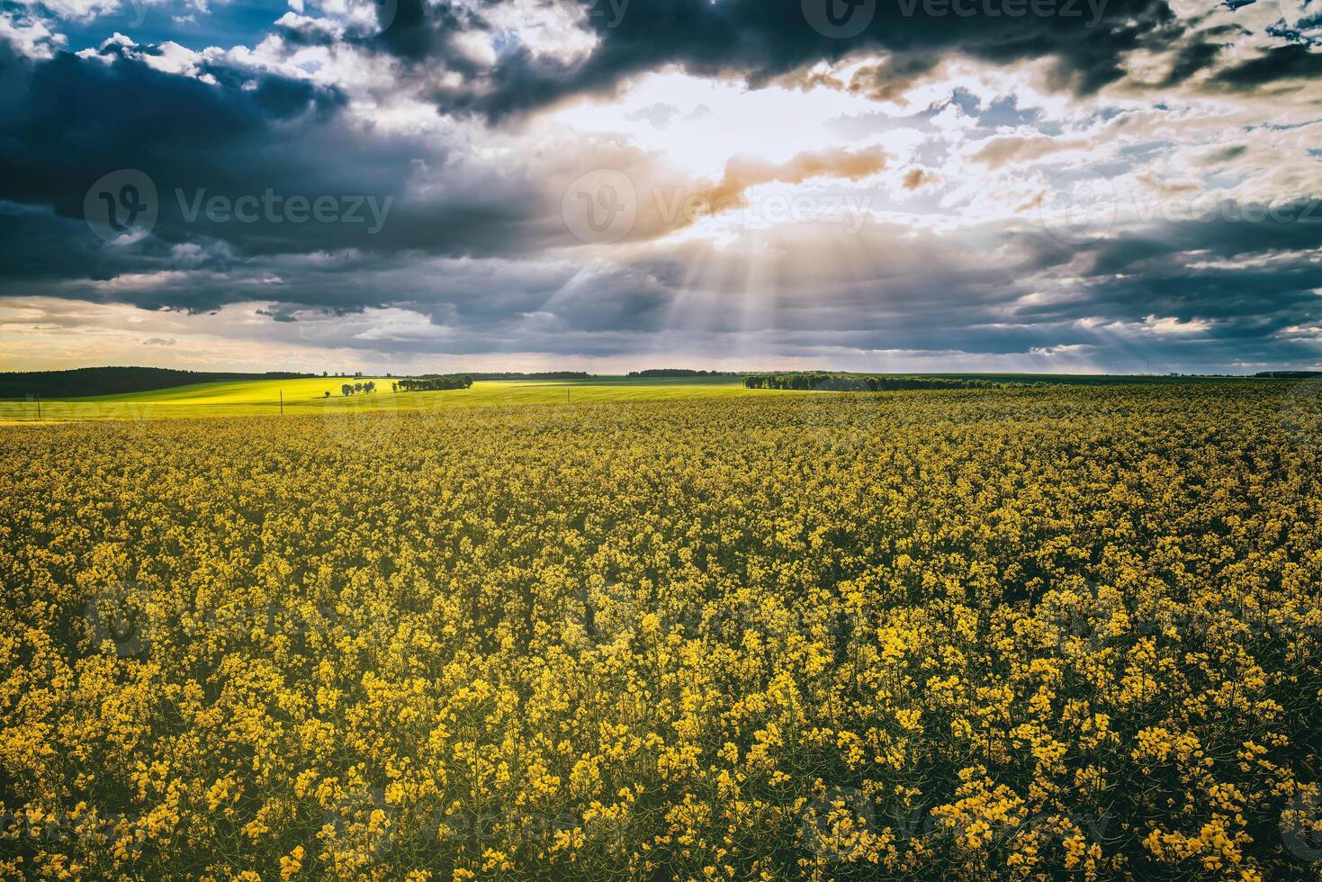 a Sol quebra através tempestade nuvens dentro uma floração colza campo. estética do vintage filme. foto