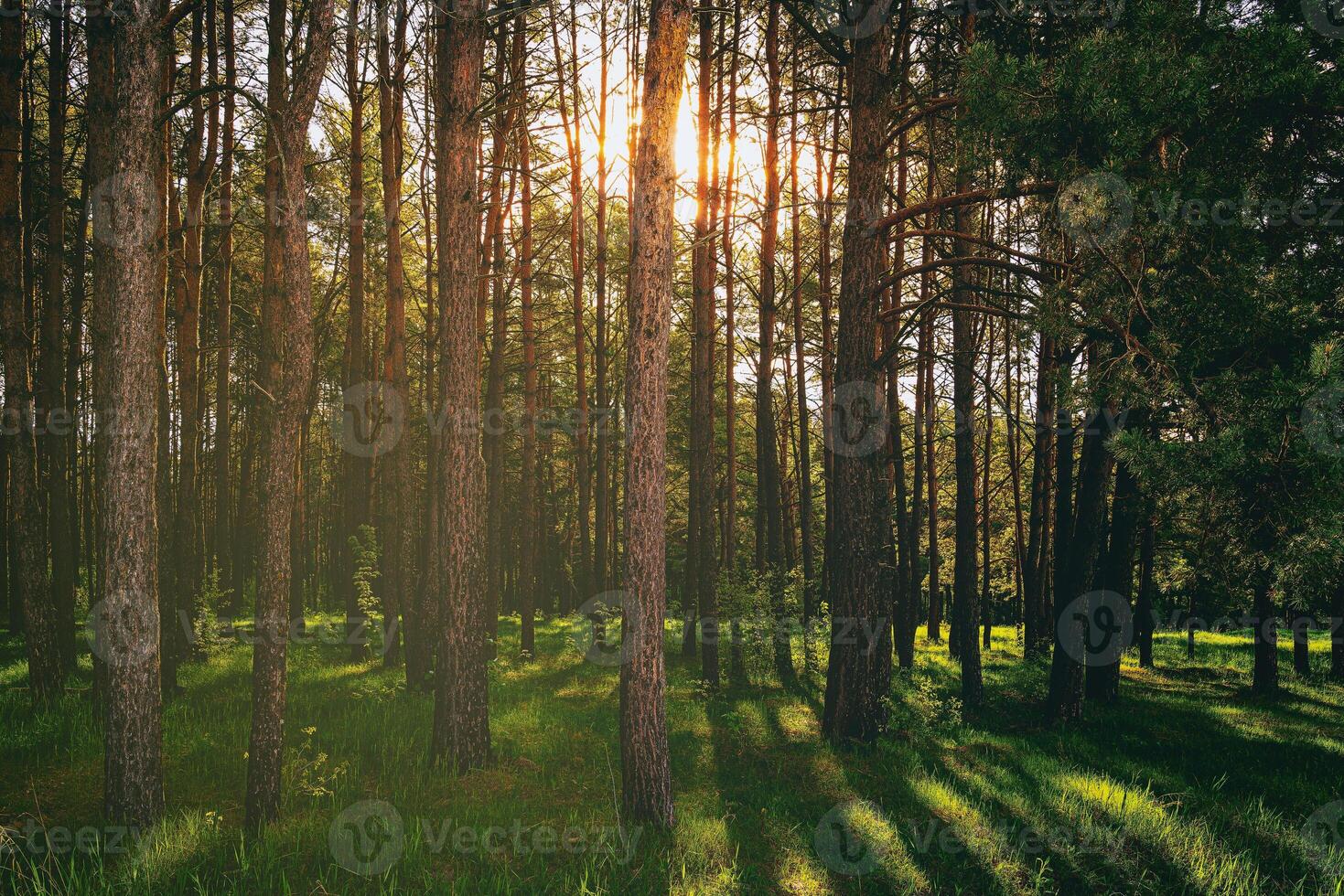 pôr do sol ou alvorecer dentro uma pinho floresta dentro Primavera ou cedo verão. estética do vintage filme. foto