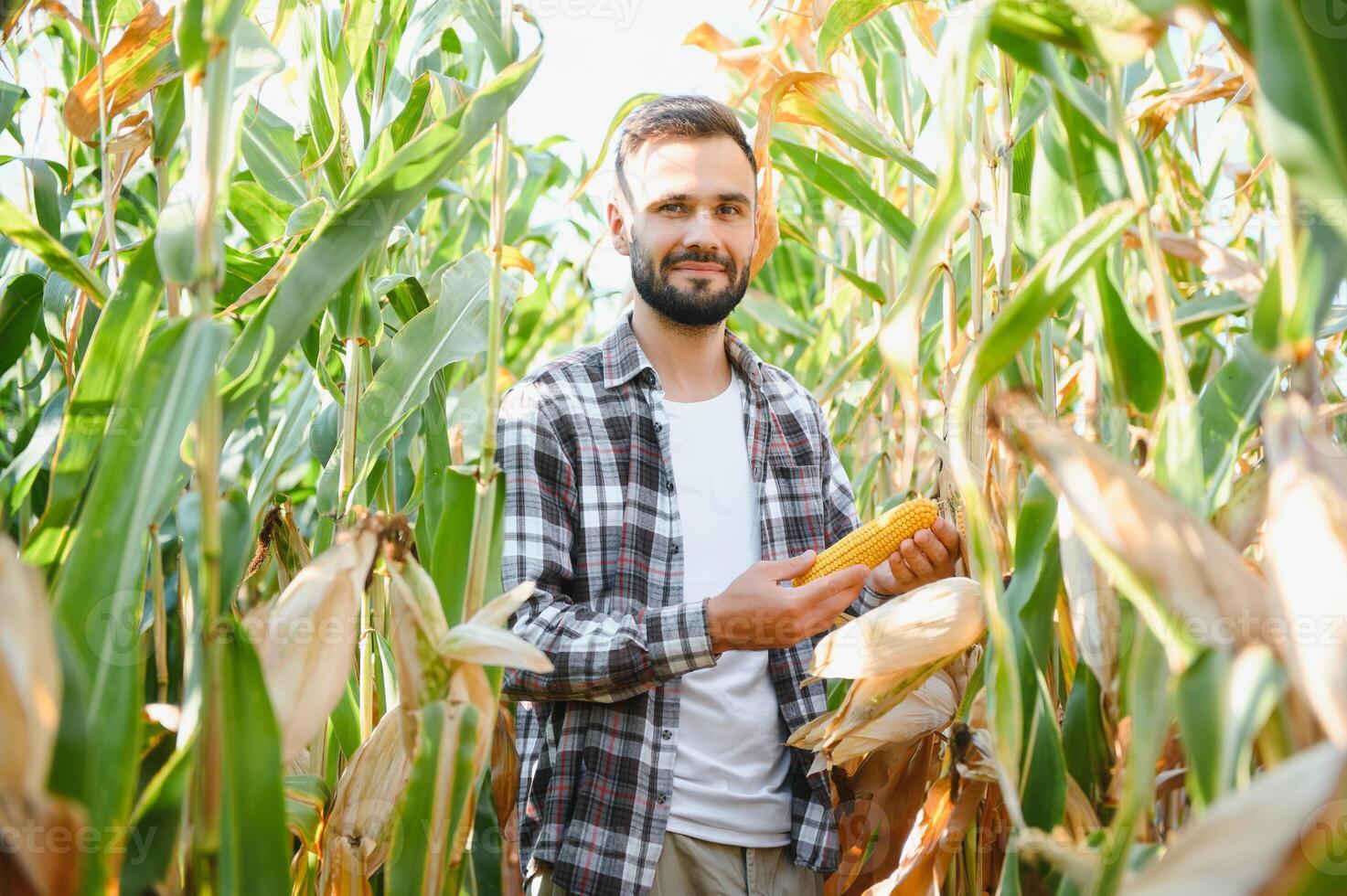 uma homem inspeciona uma milho campo e parece para pragas. bem sucedido agricultor e agro negócios. foto