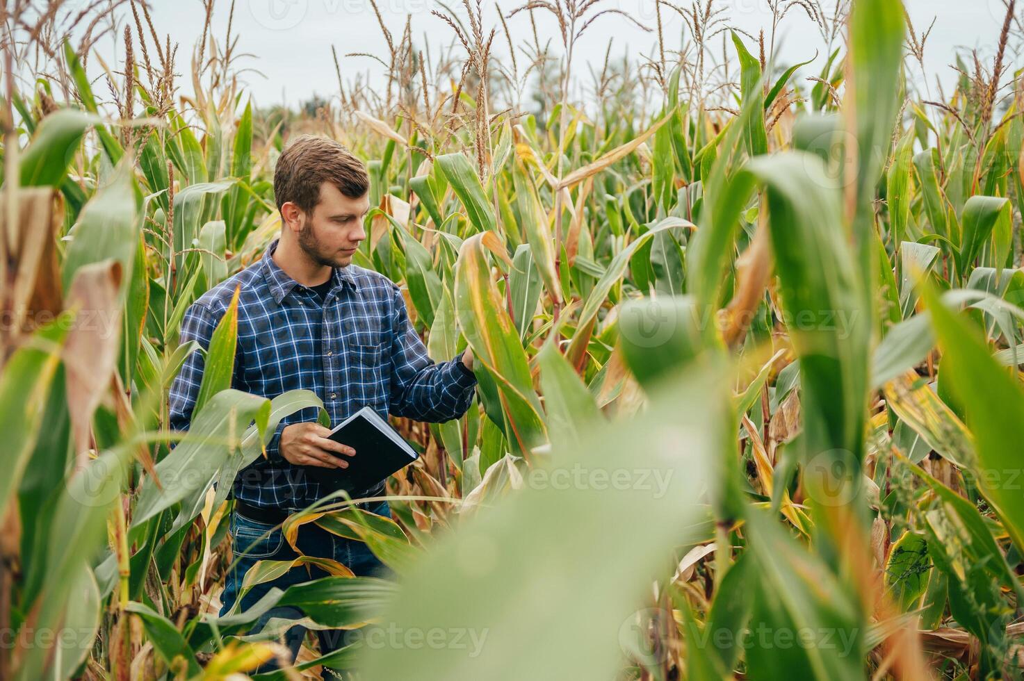 agrônomo detém tábua toque almofada computador dentro a milho campo e examinando cultivo antes colheita. agronegócio conceito. agrícola engenheiro em pé dentro uma milho campo com uma tábua. foto