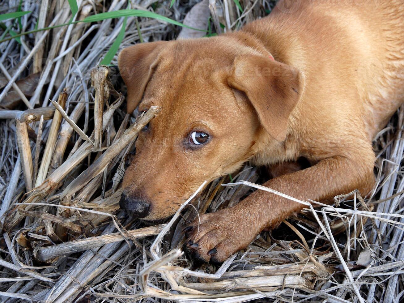 feliz cachorro, fofa cachorro sentado dentro Relva foto