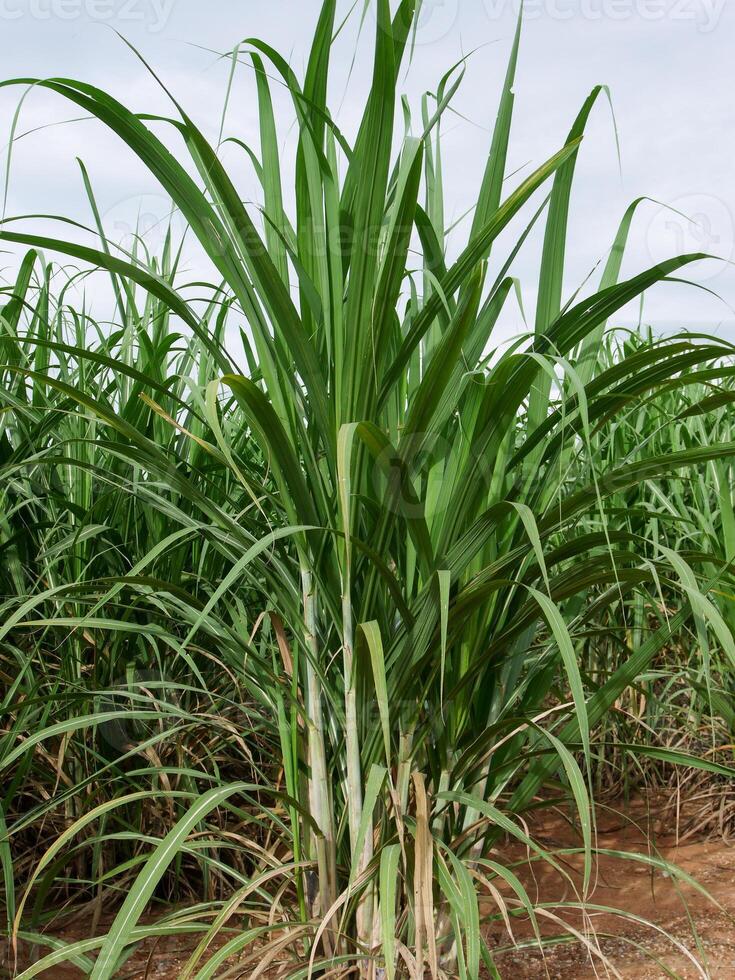 plantações de cana-de-açúcar, a planta tropical agrícola na tailândia foto