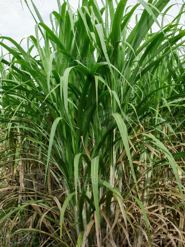 plantações de cana-de-açúcar, a planta tropical agrícola na tailândia foto