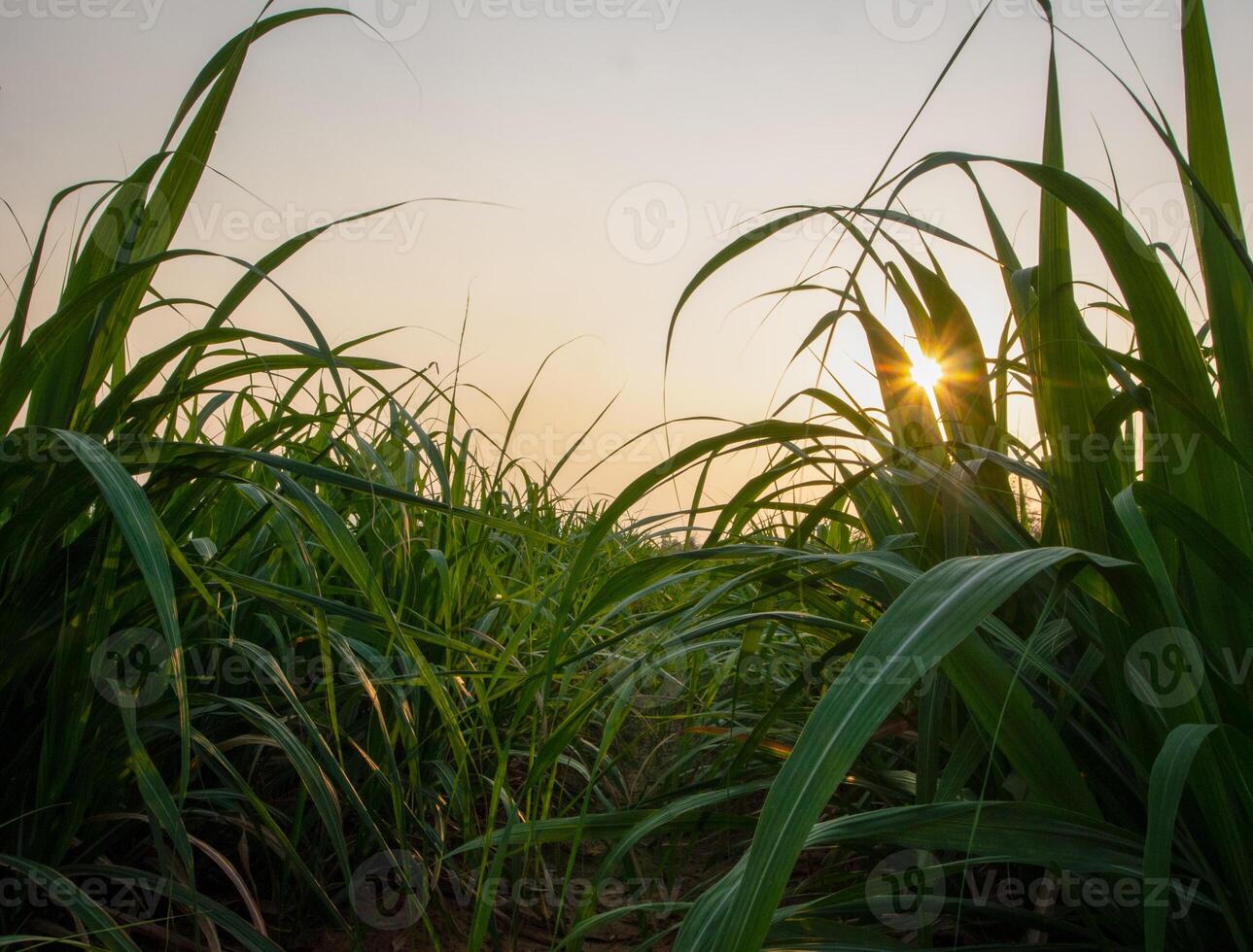 plantações de cana-de-açúcar, a planta tropical agrícola na tailândia foto