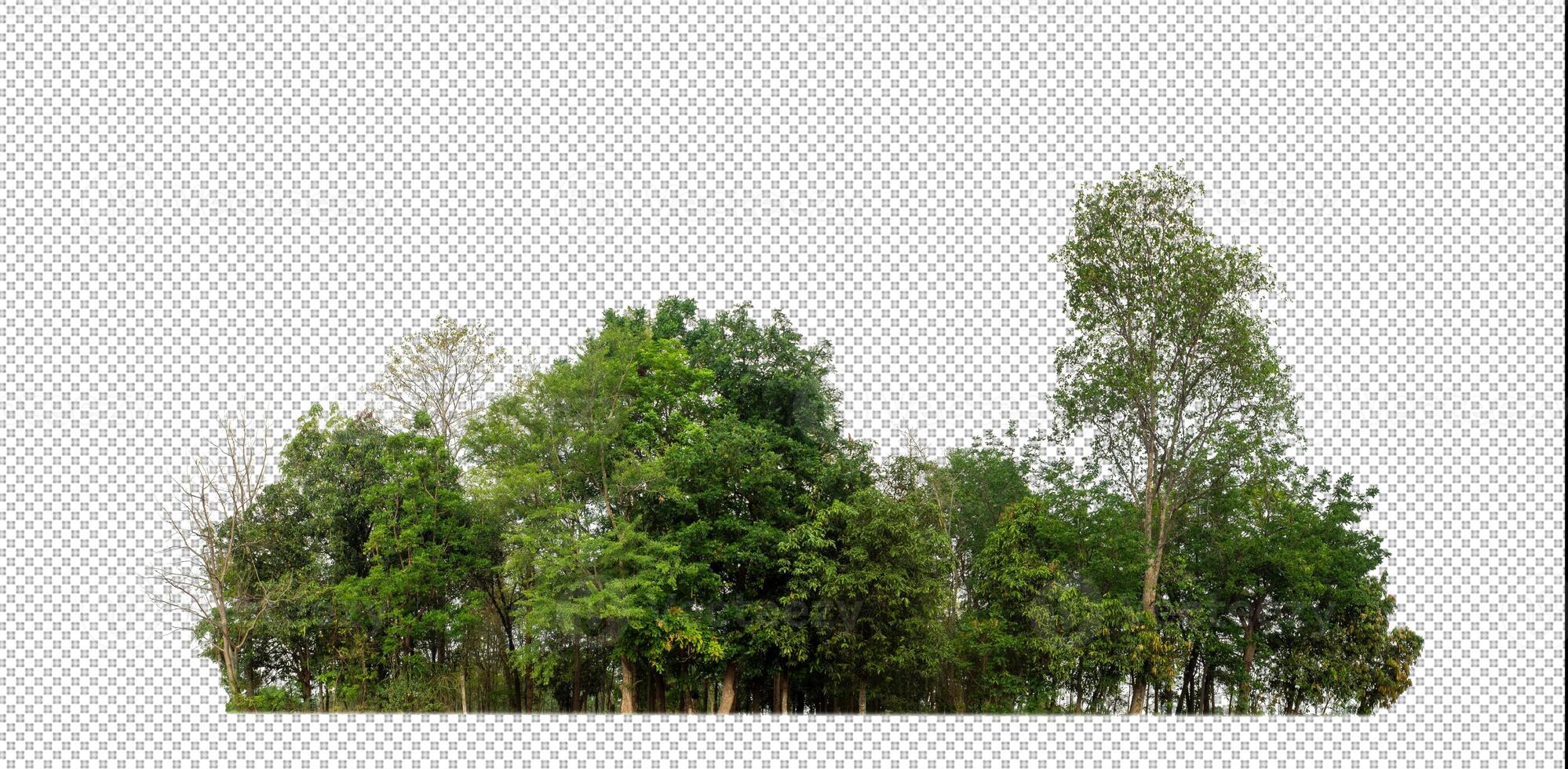 verde árvores isolado em transparente fundo floresta e verão folhagem para ambos impressão e rede com cortar caminho e alfa canal foto