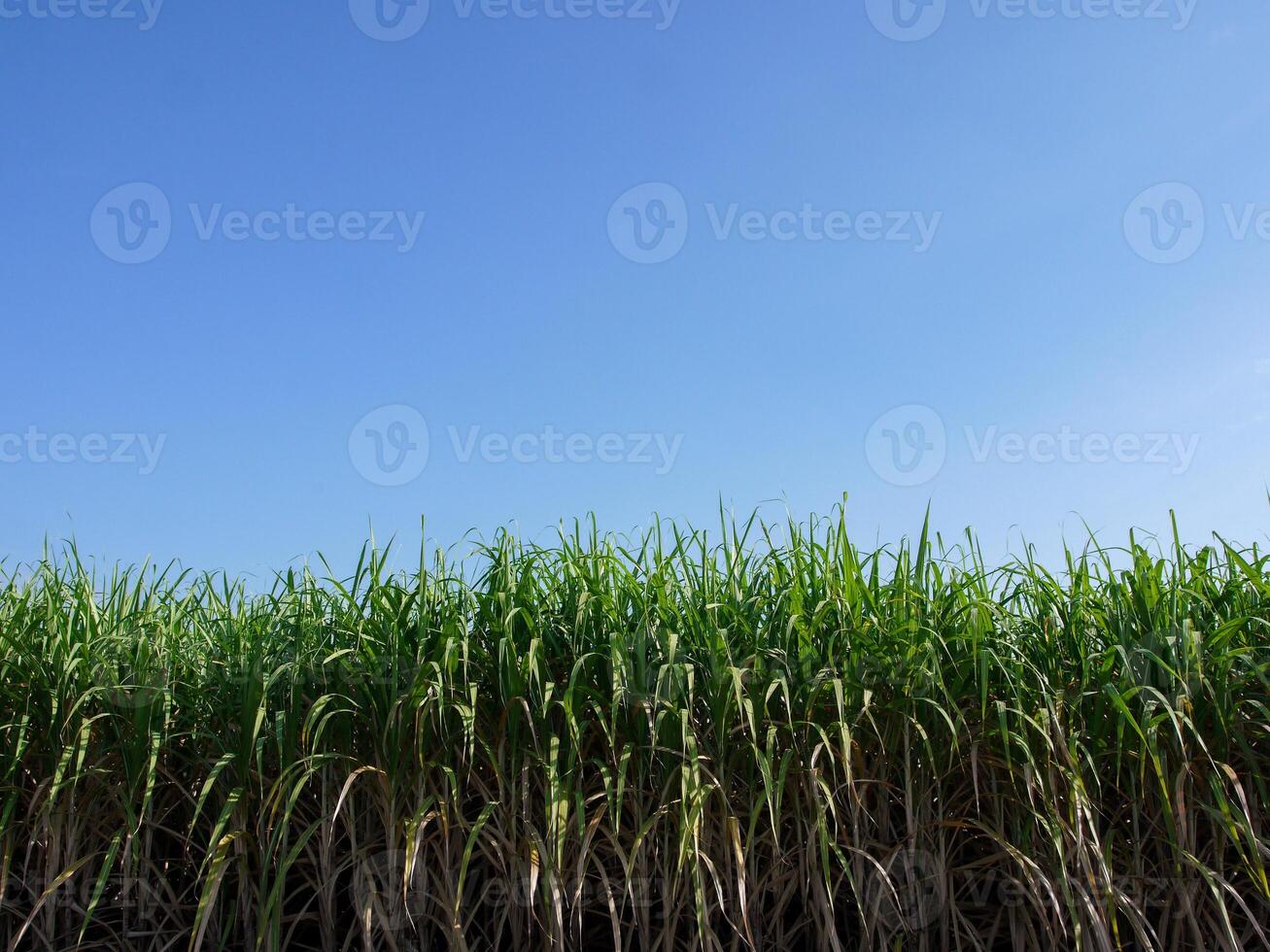 plantações de cana-de-açúcar, a planta tropical agrícola na tailândia foto