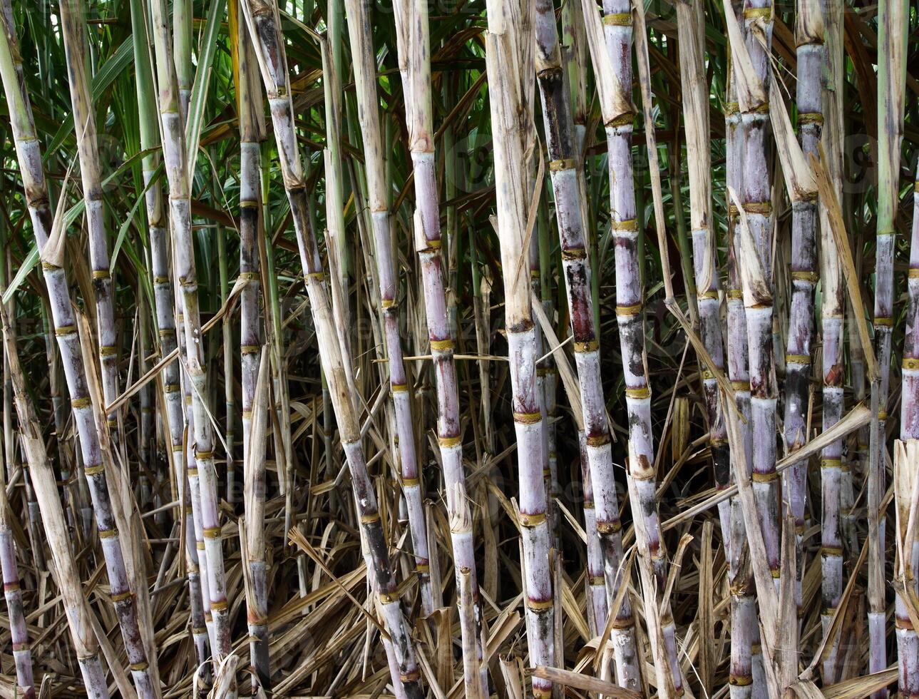 plantações de cana-de-açúcar, a planta tropical agrícola na tailândia foto