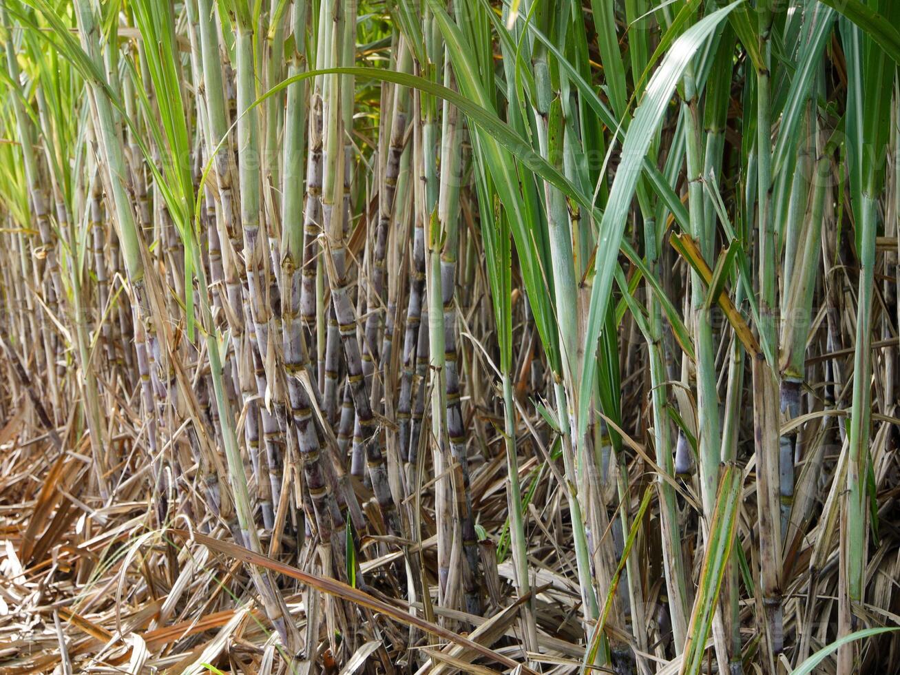 plantações de cana-de-açúcar, a planta tropical agrícola na tailândia foto