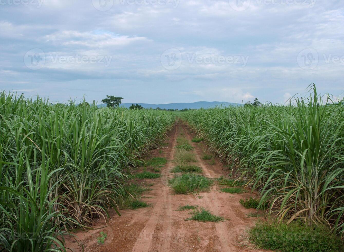 plantações de cana-de-açúcar, a planta tropical agrícola na tailândia foto