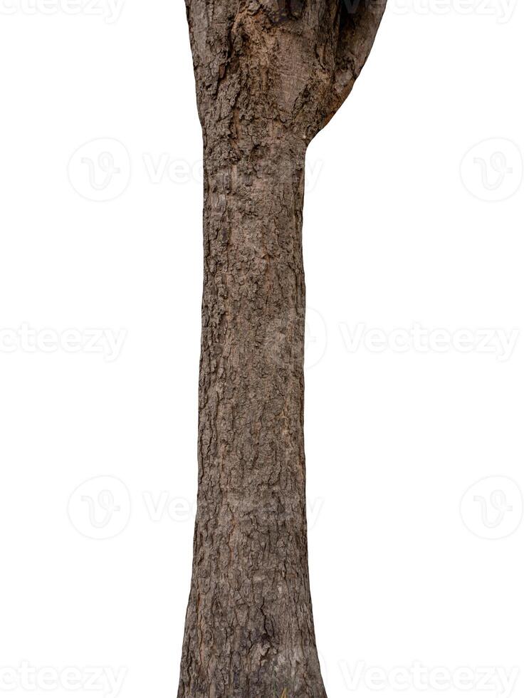 tronco de uma árvore isolada no fundo branco foto