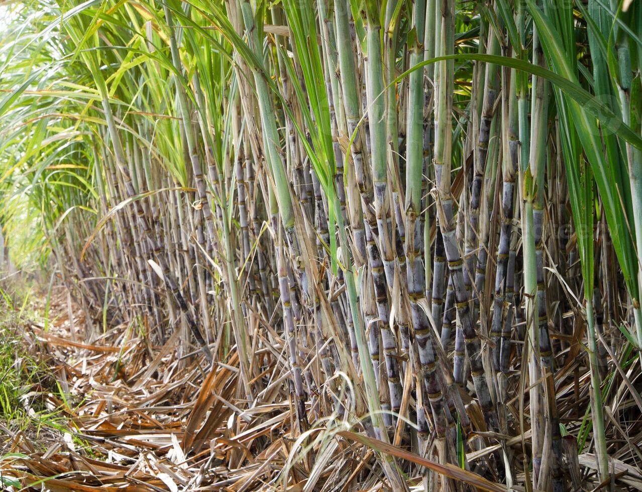 plantações de cana-de-açúcar, a planta tropical agrícola na tailândia foto