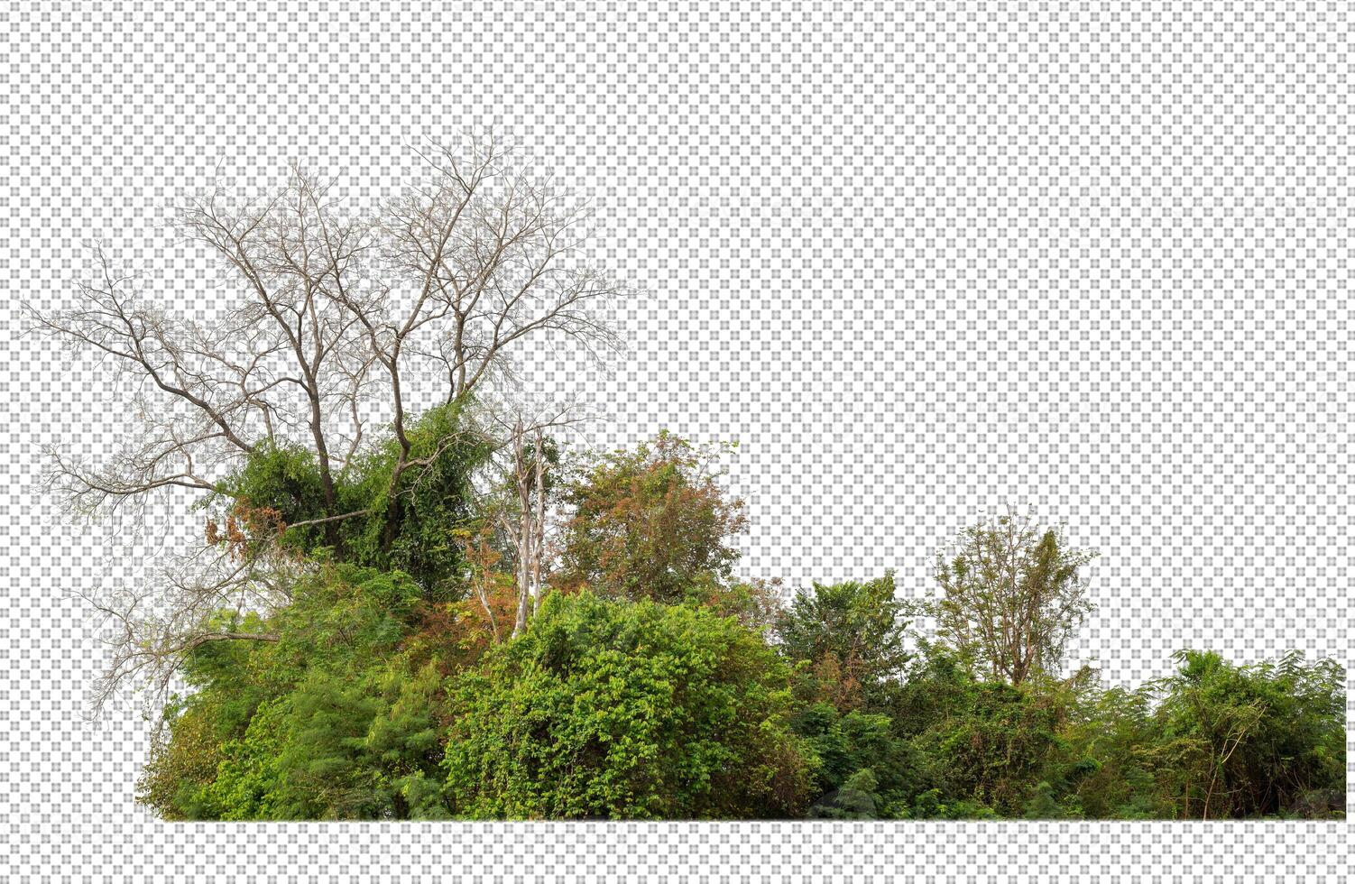 verde árvores isolado em transparente fundo floresta e verão folhagem para ambos impressão e rede com cortar caminho e alfa canal foto