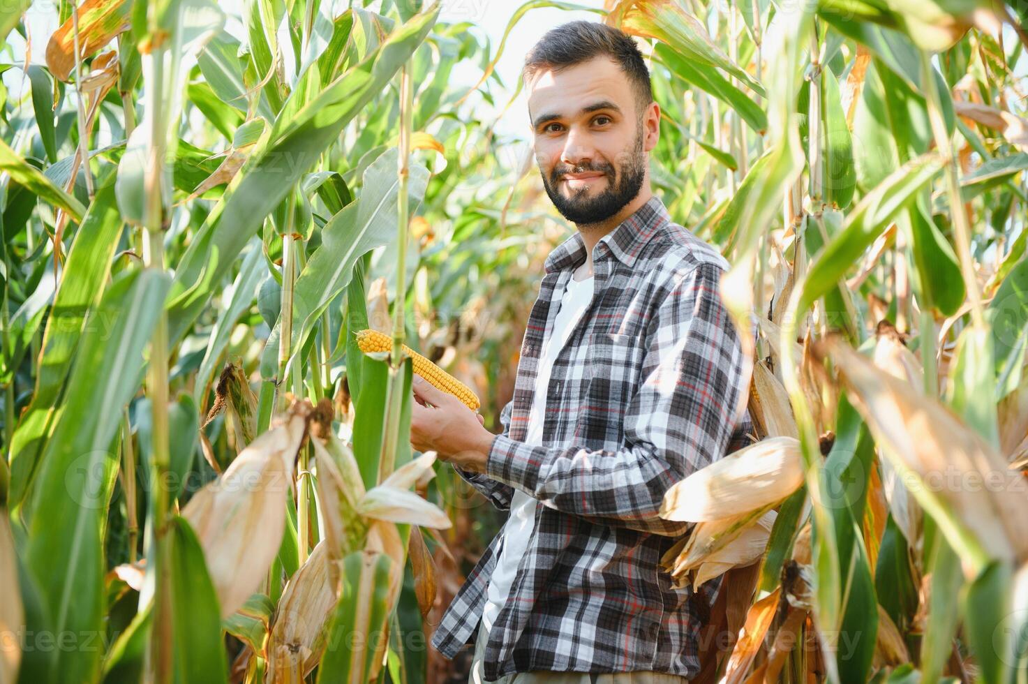 uma homem inspeciona uma milho campo e parece para pragas. bem sucedido agricultor e agro negócios. foto