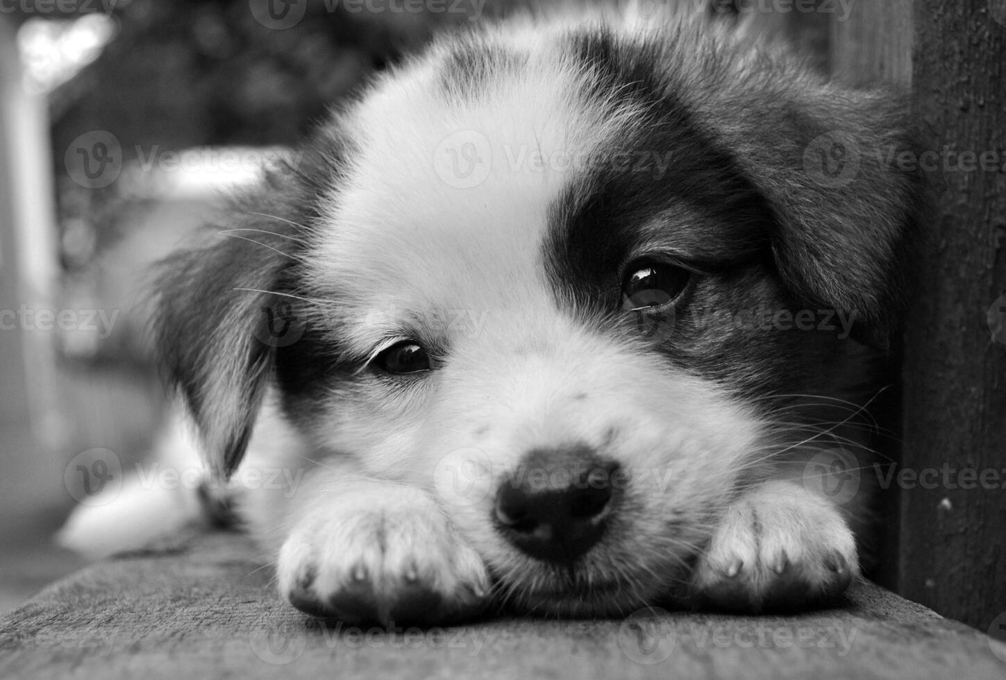 retrato do uma pequeno fofa cachorro foto