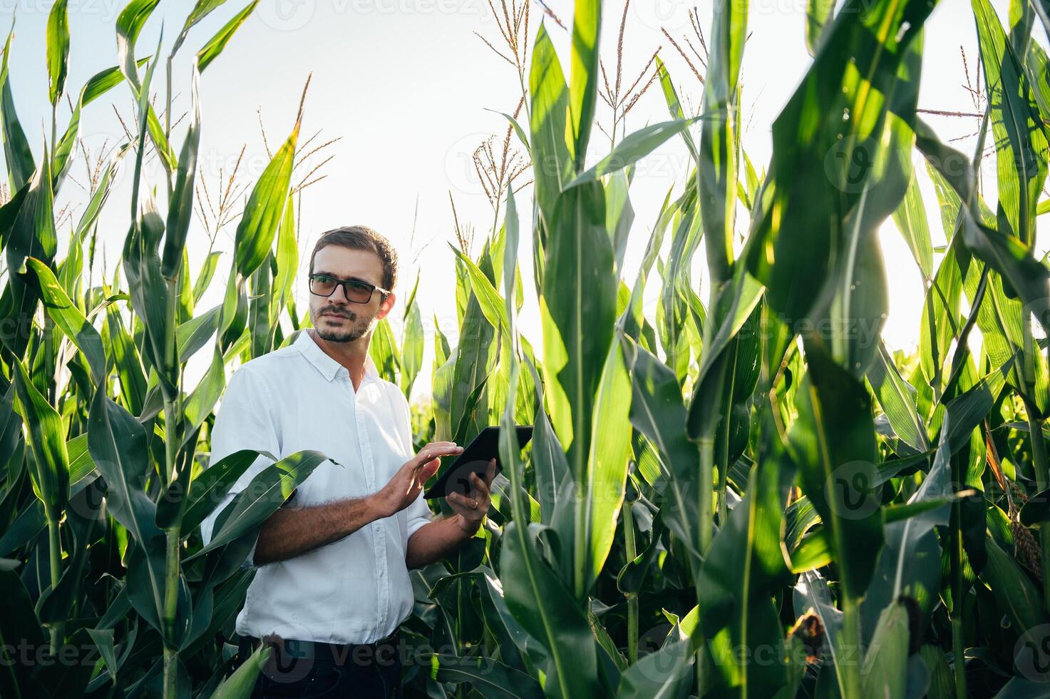 agrônomo detém tábua toque almofada computador dentro a milho campo e examinando cultivo antes colheita. agronegócio conceito. agrícola engenheiro em pé dentro uma milho campo com uma tábua dentro verão. foto