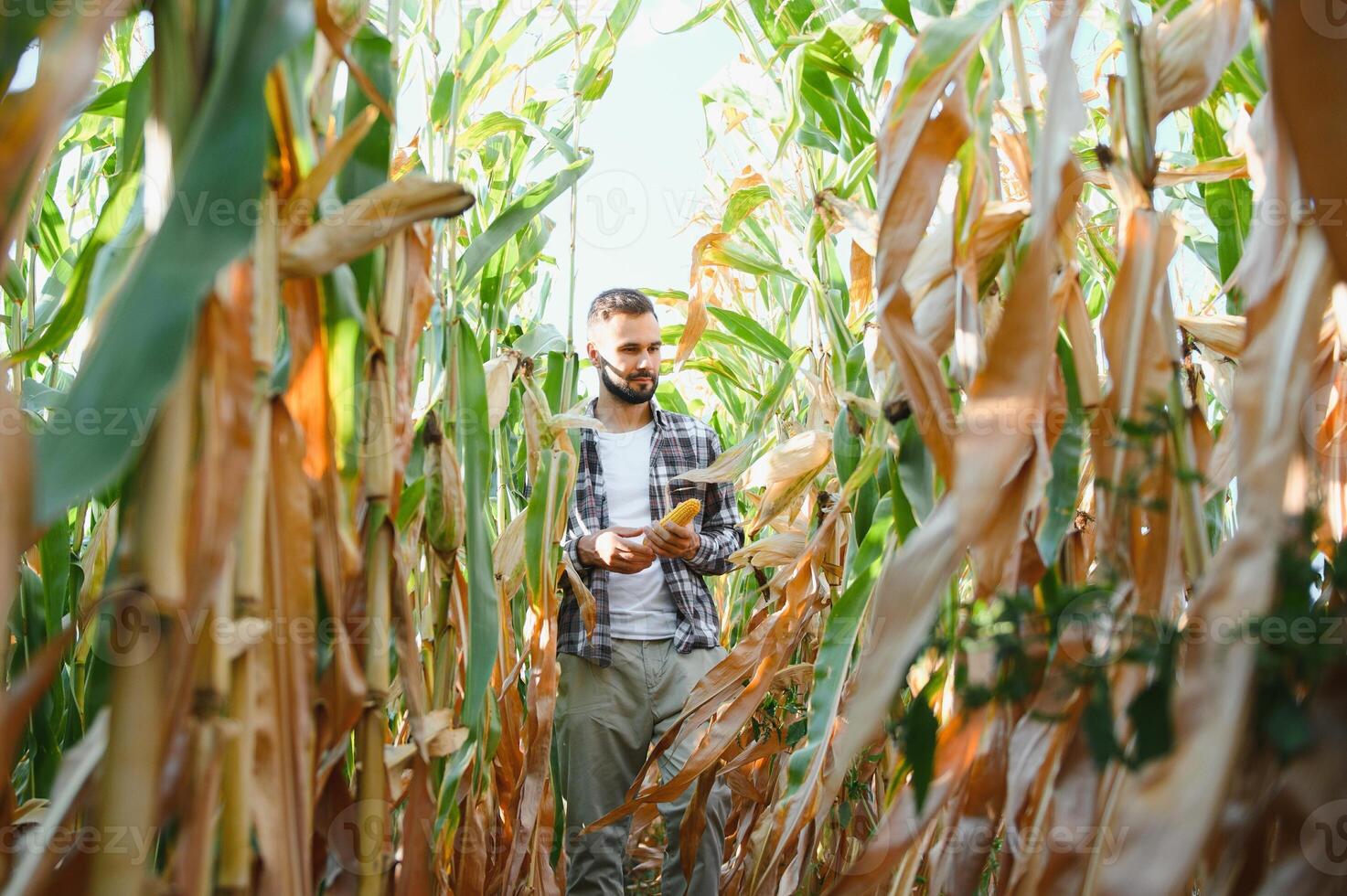 uma homem inspeciona uma milho campo e parece para pragas. bem sucedido agricultor e agro negócios. foto