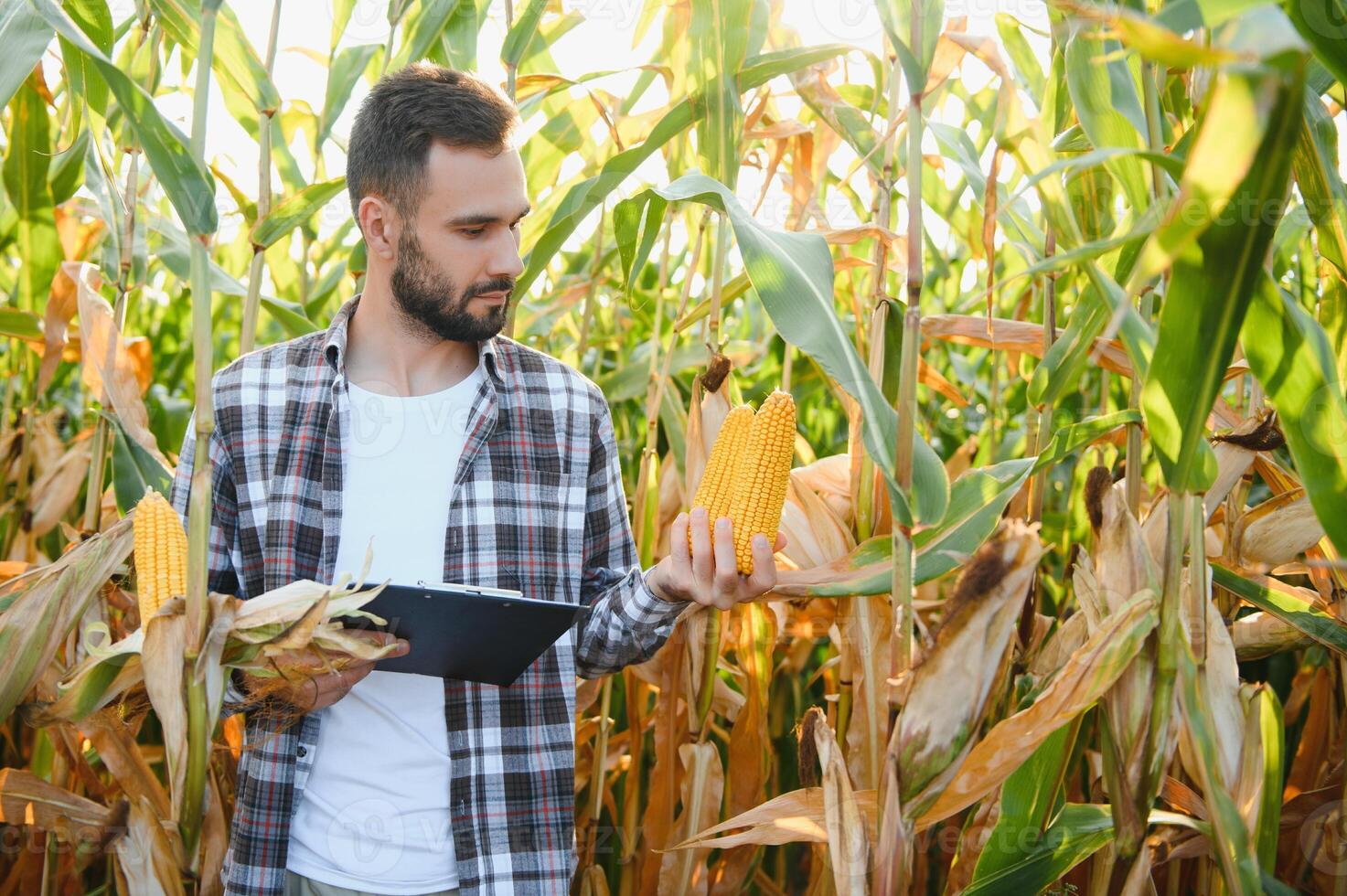 uma homem inspeciona uma milho campo e parece para pragas. bem sucedido agricultor e agro negócios. foto