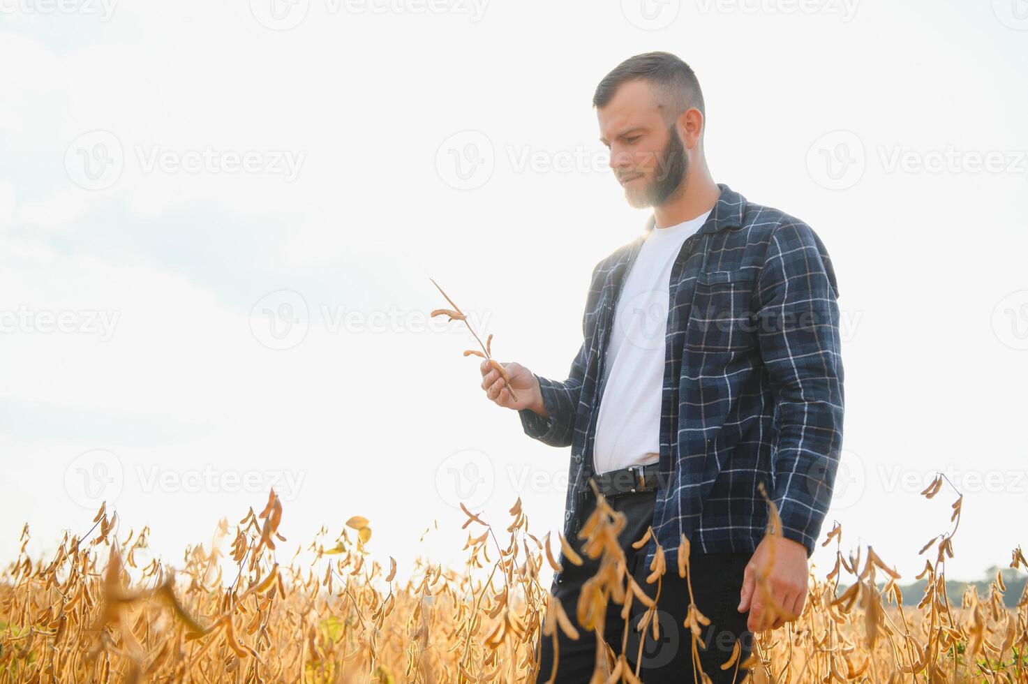 uma jovem bonito agricultor ou agrônomo examina a amadurecimento do soja dentro a campo antes colheita foto