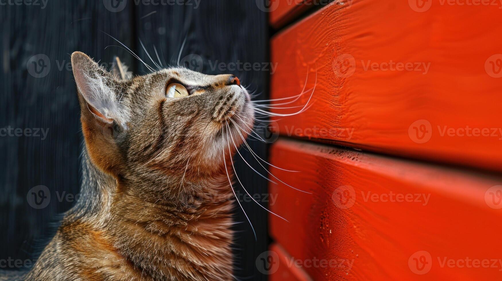 uma gato é fechar para uma parede dentro uma detalhado ponto de vista foto