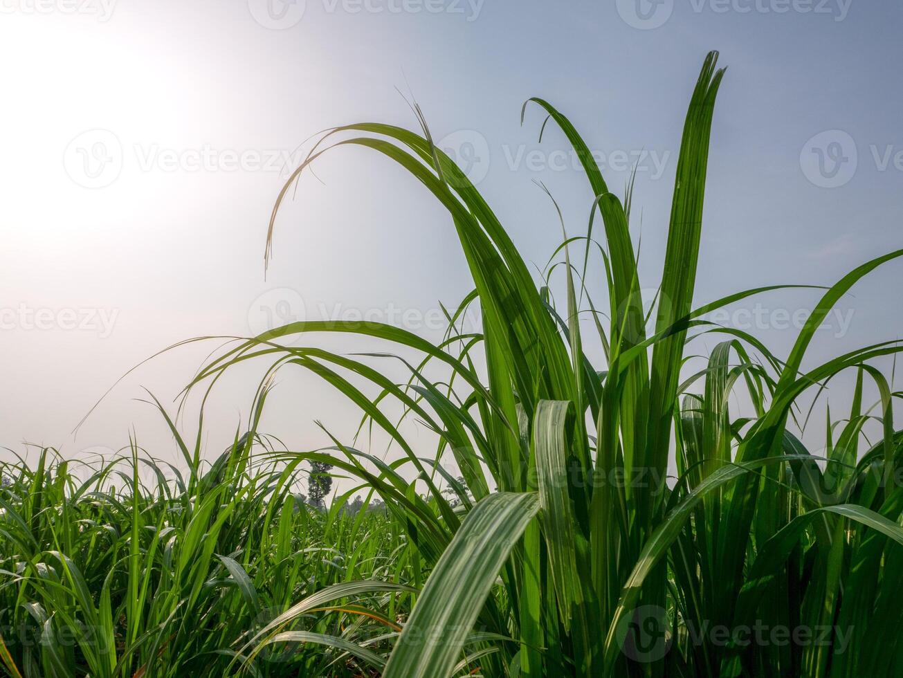 lindo bengala e folhas dentro Campos do Tailândia foto