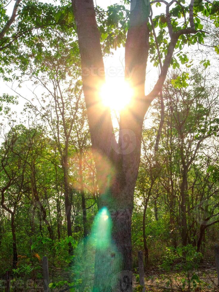 ampla árvores dentro a meio do a floresta com lindo hastes foto