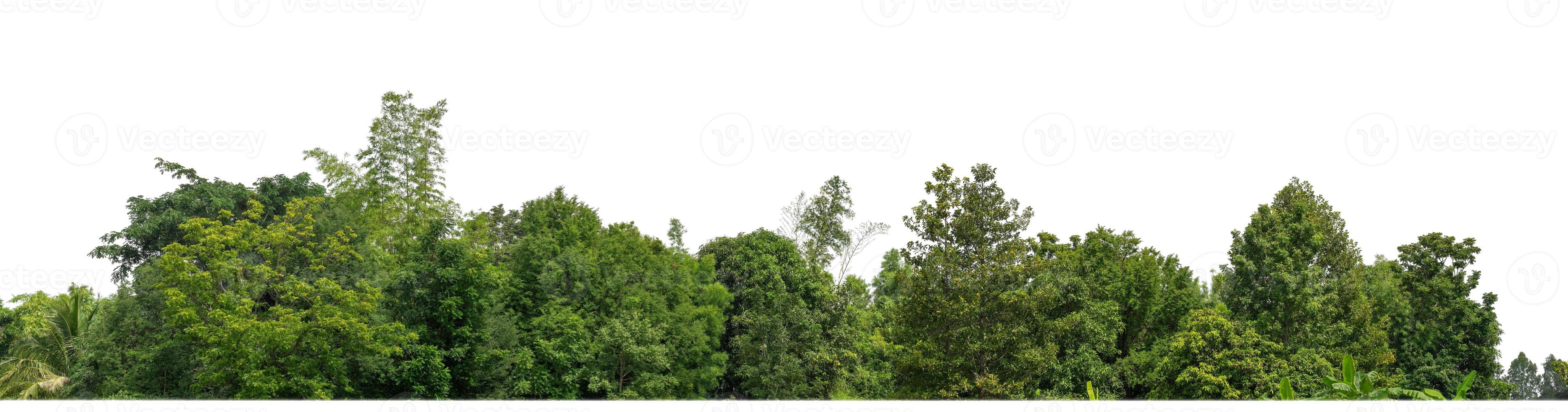 árvores verdes isoladas em fundo branco são floresta e folhagem no verão para impressão e páginas da web com caminho de corte e canal alfa foto