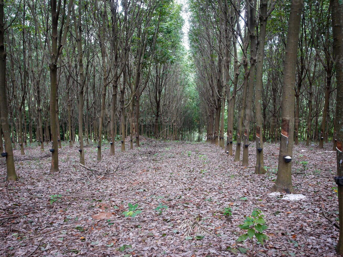 borracha árvore porta-malas, borracha plantação Tailândia foto