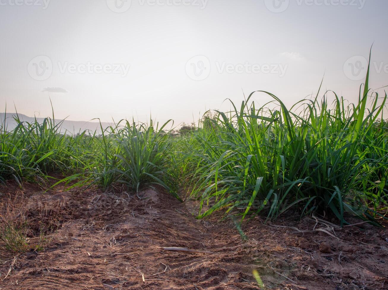 plantações de cana-de-açúcar, a planta tropical agrícola na tailândia foto