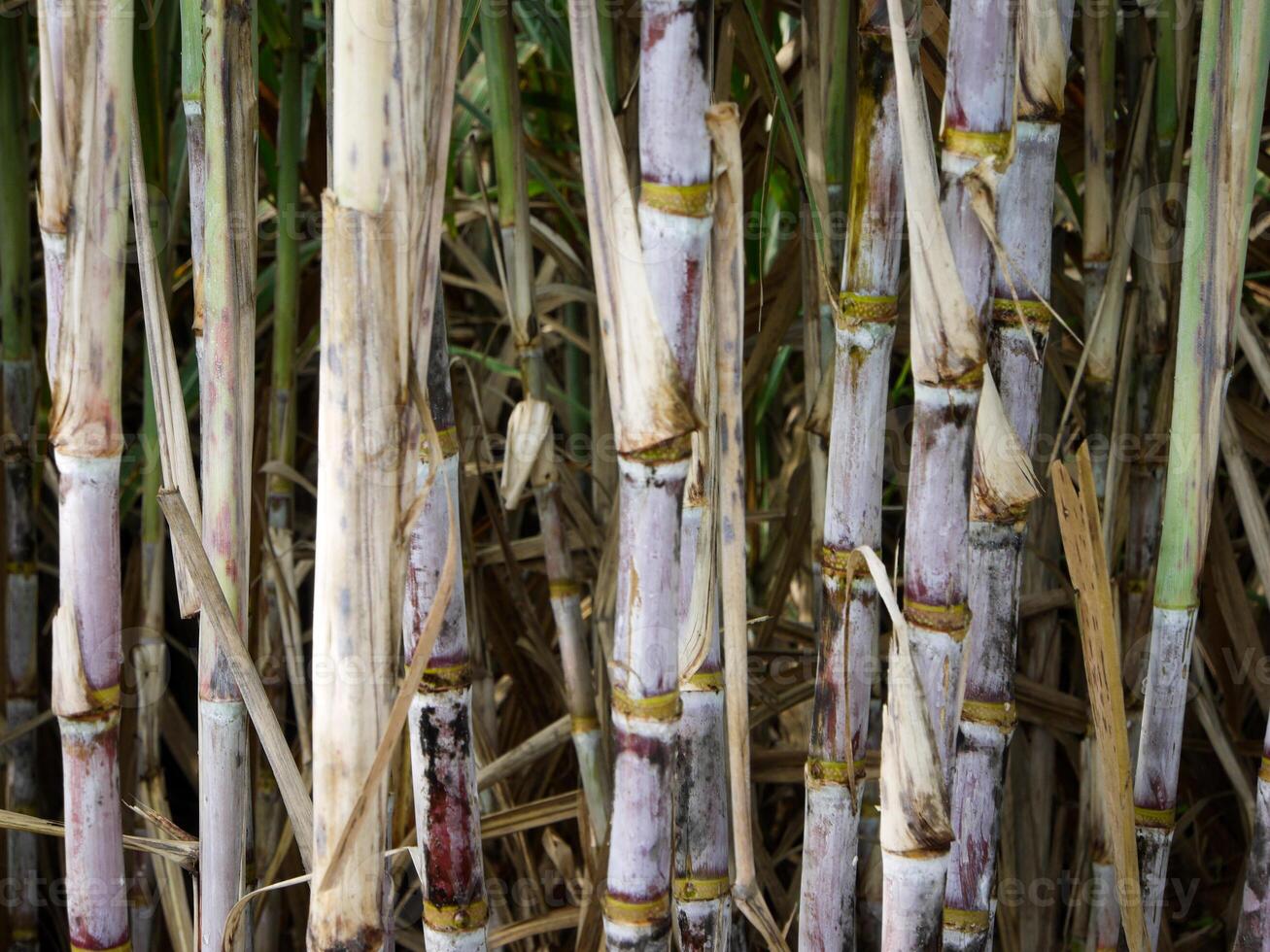 plantações de cana-de-açúcar, a planta tropical agrícola na tailândia foto