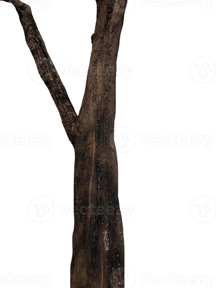 tronco de árvore isolado no fundo branco foto