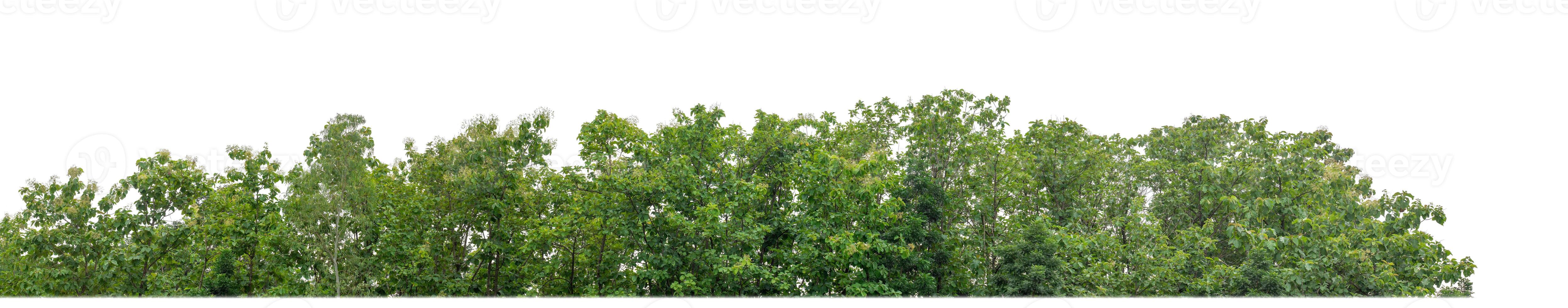 árvores verdes isoladas em fundo branco são floresta e folhagem no verão para impressão e páginas da web com caminho de corte e canal alfa foto