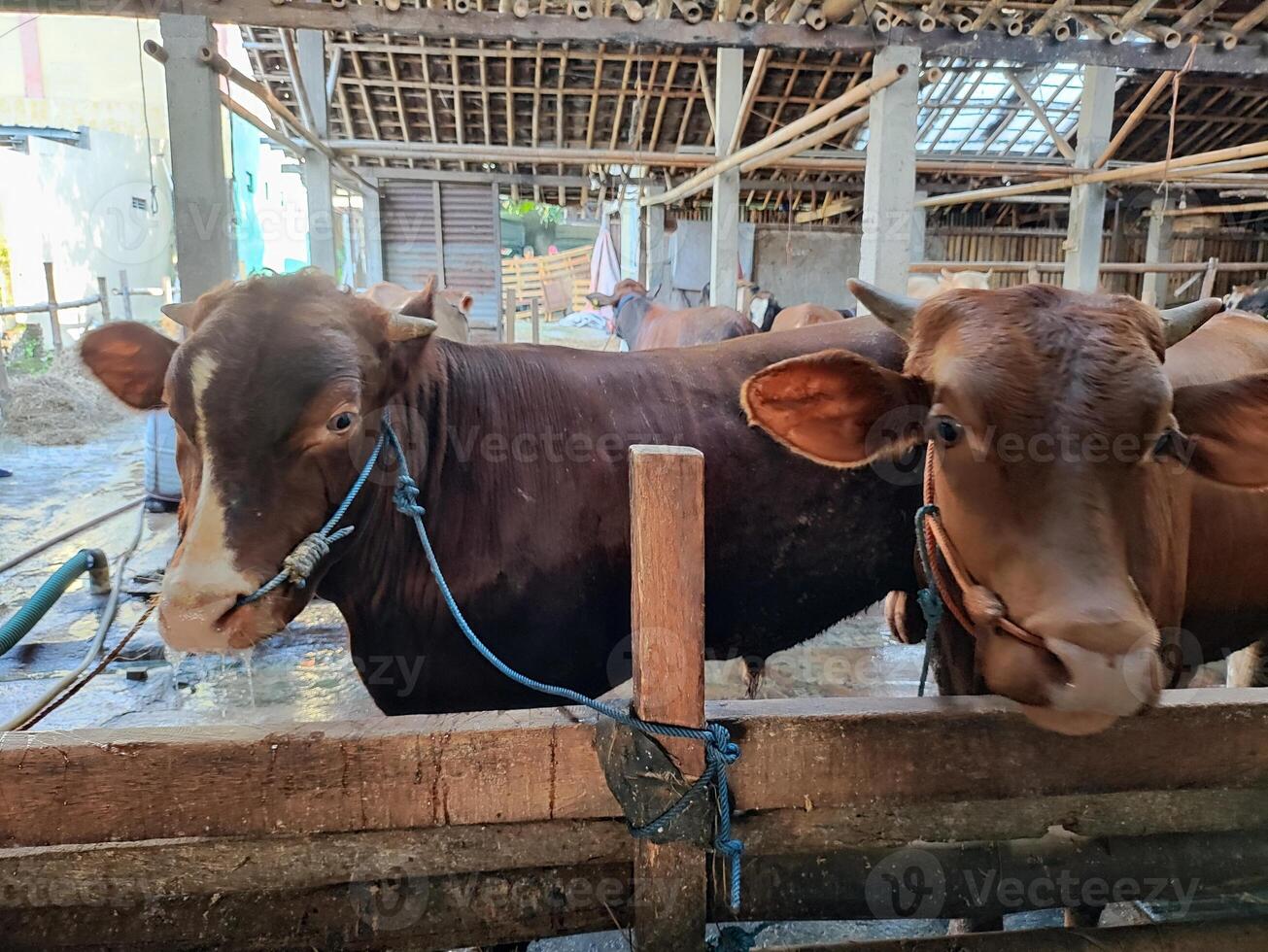agricultores ter começado meia vacas dentro preparação para a eid al-qurban feriado foto