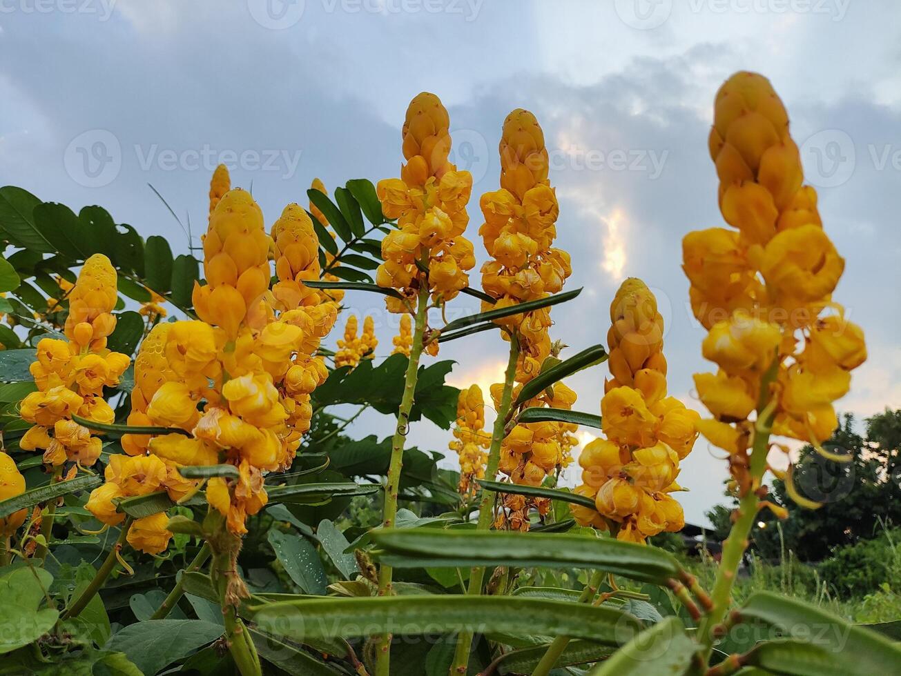 amarelo flores em uma nublado céu foto