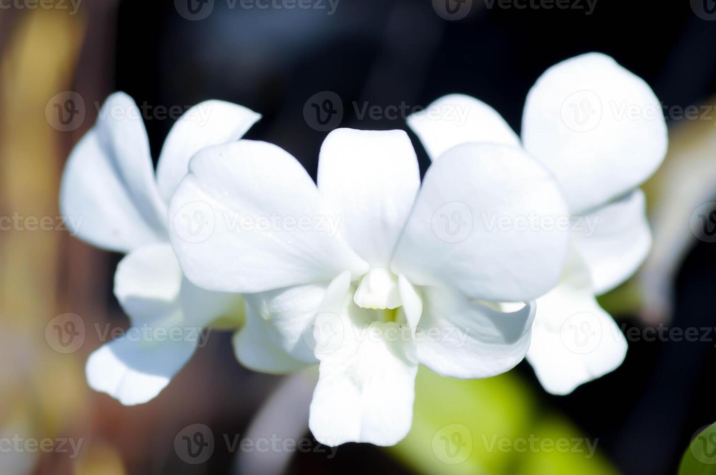 branco orquídea , dendrobium sp ou Orchidaceae foto