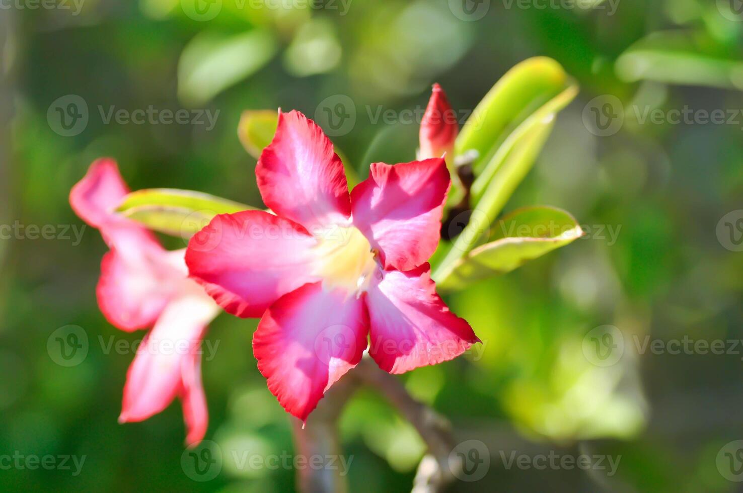 deserto rosa, apociáceas ou adenium obesum ou zombar azálea ou rosabignonia ou impala lírio ou vermelho bignonia foto