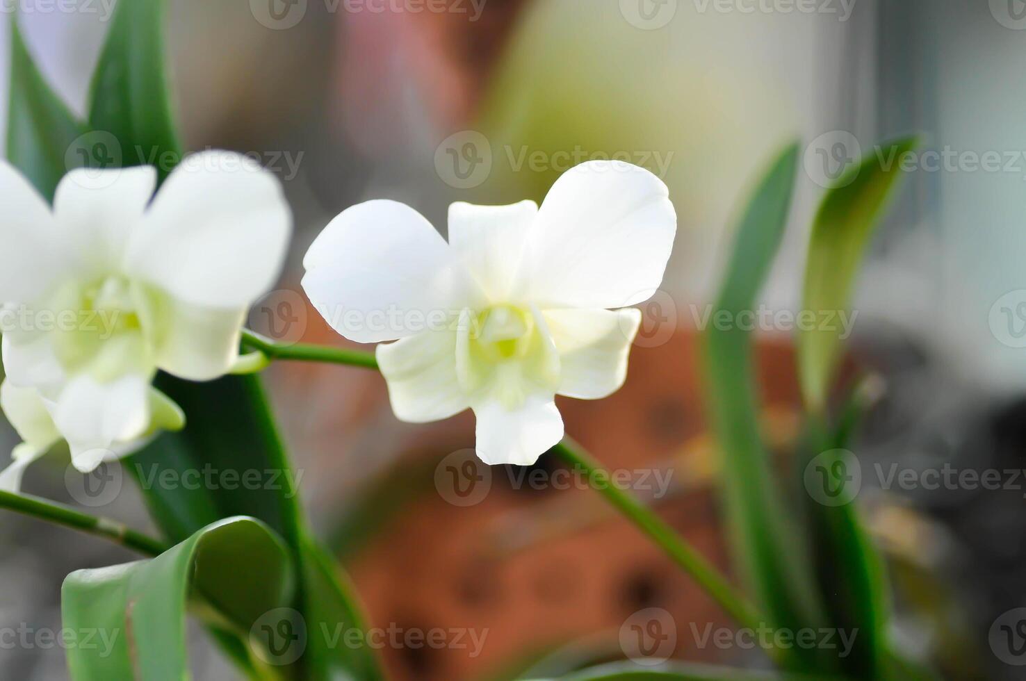 orquídea ou branco orquídea , Orchidaceae ou dendrobium sp foto