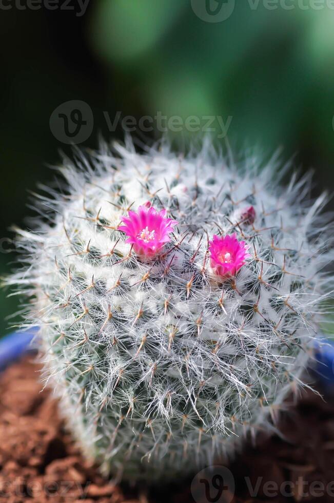 mamillaria Carmenae , mamilária ou cacto ou suculento ou mamillaria Carmenae com Rosa flor foto