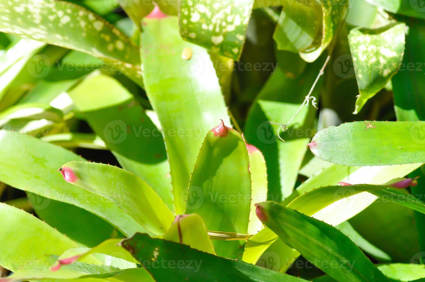 bromélia, aechmea fasciata ou urna plantar ou bromeliaceae foto