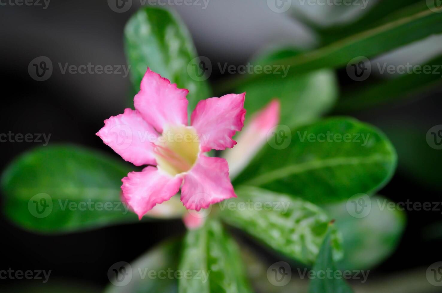 deserto rosa, impala lírio ou adenium obesum ou roem e schult ou impala lírio ou Rosa bignonia ou zombar azálea foto