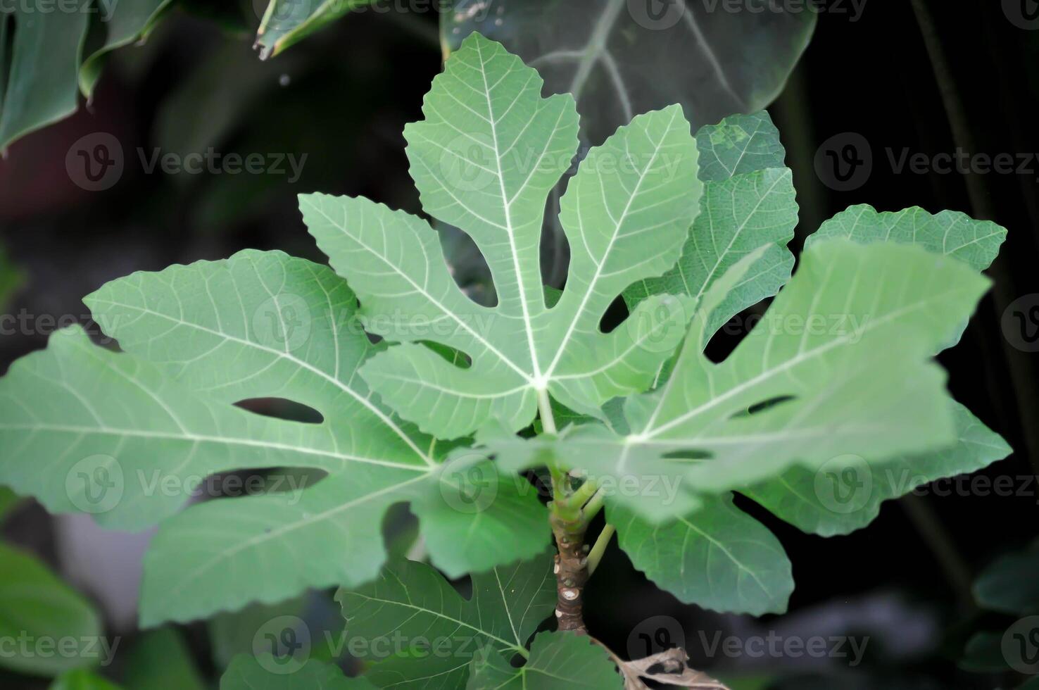 ficus carica, FIG ou comum FIG plantar ou FIG folha foto