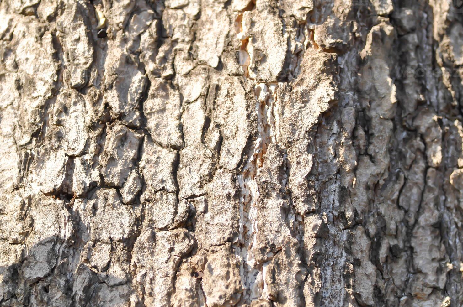 árvore latido ou latido , Alstonia estudioso ou apocynaceae ou diabo árvore ou branco madeira de queijo ou diabo latido ou Preto borda árvore foto